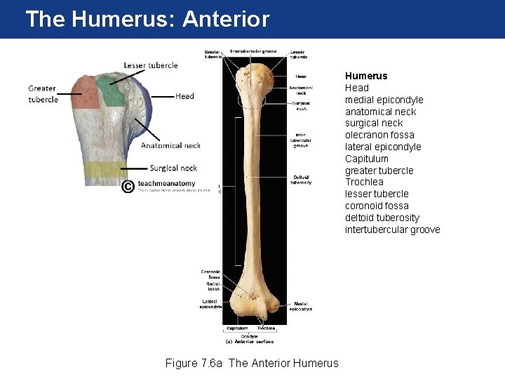 The Humerus: Anterior Humerus Head medial epicondyle anatomical neck surgical neck olecranon fossa lateral The Humerus: Anterior Humerus Head medial epicondyle anatomical neck surgical neck olecranon fossa lateral