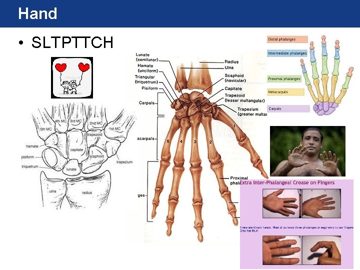 Hand • SLTPTTCH Hand • SLTPTTCH