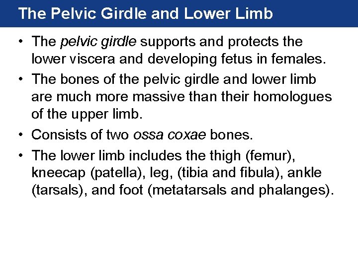 The Pelvic Girdle and Lower Limb • The pelvic girdle supports and protects the The Pelvic Girdle and Lower Limb • The pelvic girdle supports and protects the