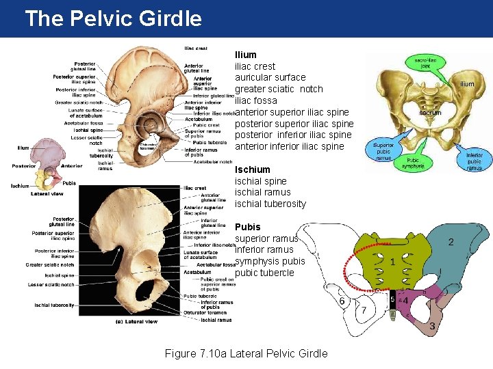 The Pelvic Girdle Ilium iliac crest auricular surface greater sciatic notch iliac fossa anterior The Pelvic Girdle Ilium iliac crest auricular surface greater sciatic notch iliac fossa anterior