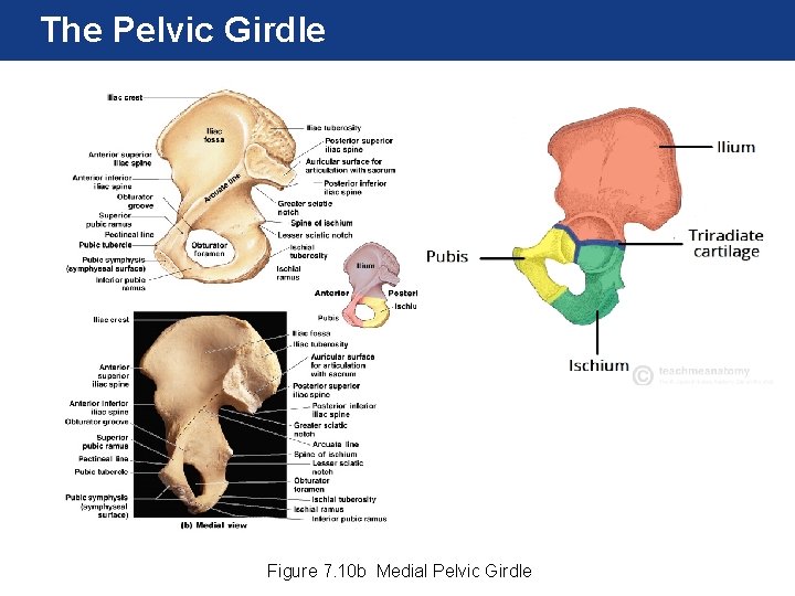The Pelvic Girdle Figure 7. 10 b Medial Pelvic Girdle The Pelvic Girdle Figure 7. 10 b Medial Pelvic Girdle