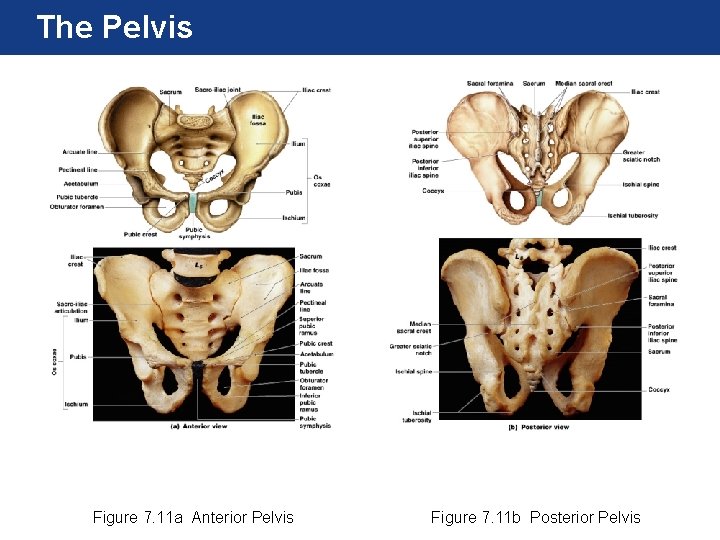 The Pelvis Figure 7. 11 a Anterior Pelvis Figure 7. 11 b Posterior Pelvis The Pelvis Figure 7. 11 a Anterior Pelvis Figure 7. 11 b Posterior Pelvis
