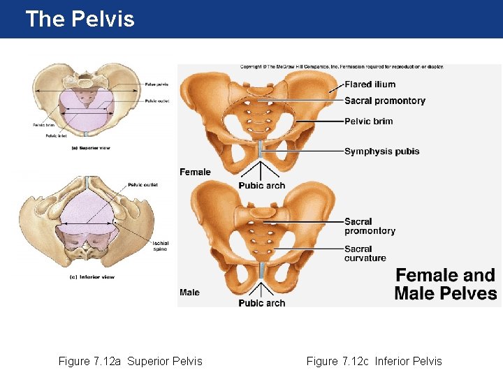 The Pelvis Figure 7. 12 a Superior Pelvis Figure 7. 12 c Inferior Pelvis The Pelvis Figure 7. 12 a Superior Pelvis Figure 7. 12 c Inferior Pelvis
