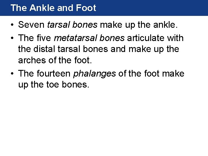 The Ankle and Foot • Seven tarsal bones make up the ankle. • The The Ankle and Foot • Seven tarsal bones make up the ankle. • The
