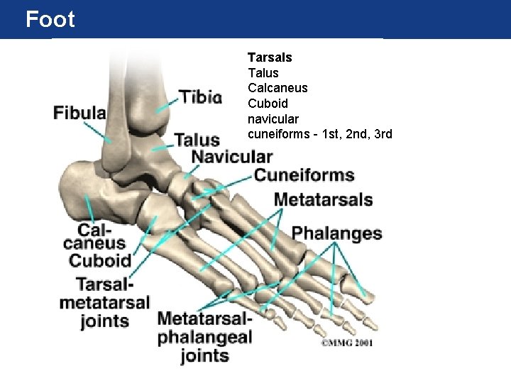 Foot Tarsals Talus Calcaneus Cuboid navicular cuneiforms - 1 st, 2 nd, 3 rd Foot Tarsals Talus Calcaneus Cuboid navicular cuneiforms - 1 st, 2 nd, 3 rd