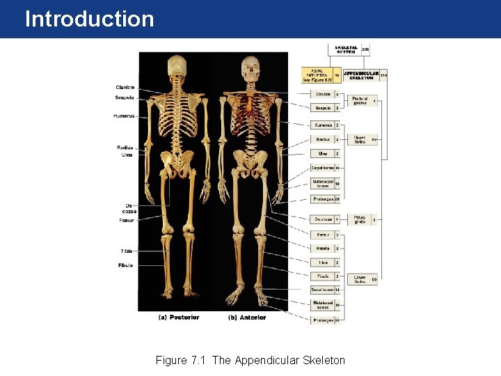 Introduction Figure 7. 1 The Appendicular Skeleton Introduction Figure 7. 1 The Appendicular Skeleton