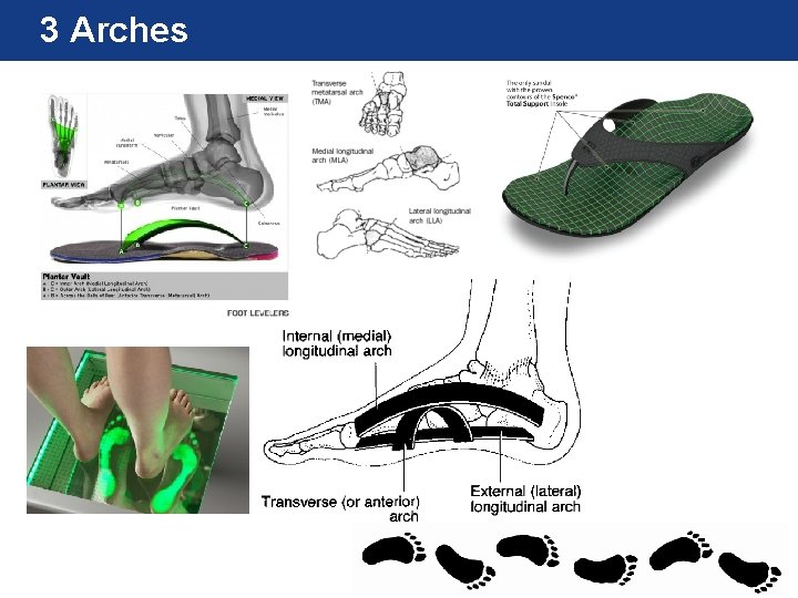 Chapter 7 Lecture Chapter 1 Lecture HUMAN ANATOMY
