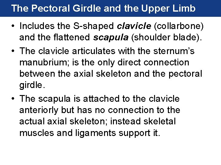 The Pectoral Girdle and the Upper Limb • Includes the S-shaped clavicle (collarbone) and The Pectoral Girdle and the Upper Limb • Includes the S-shaped clavicle (collarbone) and