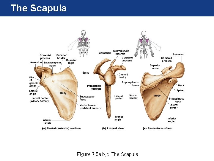 The Scapula Figure 7. 5 a, b, c The Scapula The Scapula Figure 7. 5 a, b, c The Scapula