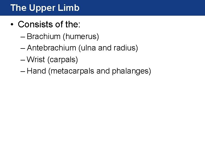The Upper Limb • Consists of the: – Brachium (humerus) – Antebrachium (ulna and The Upper Limb • Consists of the: – Brachium (humerus) – Antebrachium (ulna and