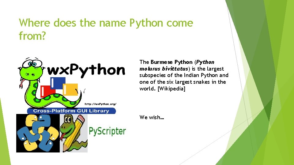 Where does the name Python come from? The Burmese Python (Python molurus bivittatus) is