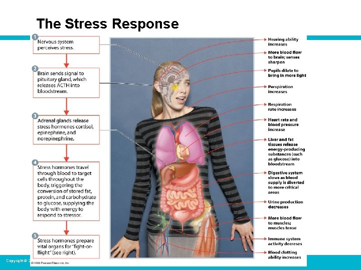 The Stress Response Copyright © 2009 Pearson Education, Inc. 