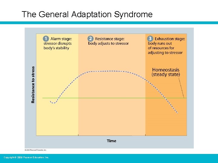 The General Adaptation Syndrome Copyright © 2009 Pearson Education, Inc. 