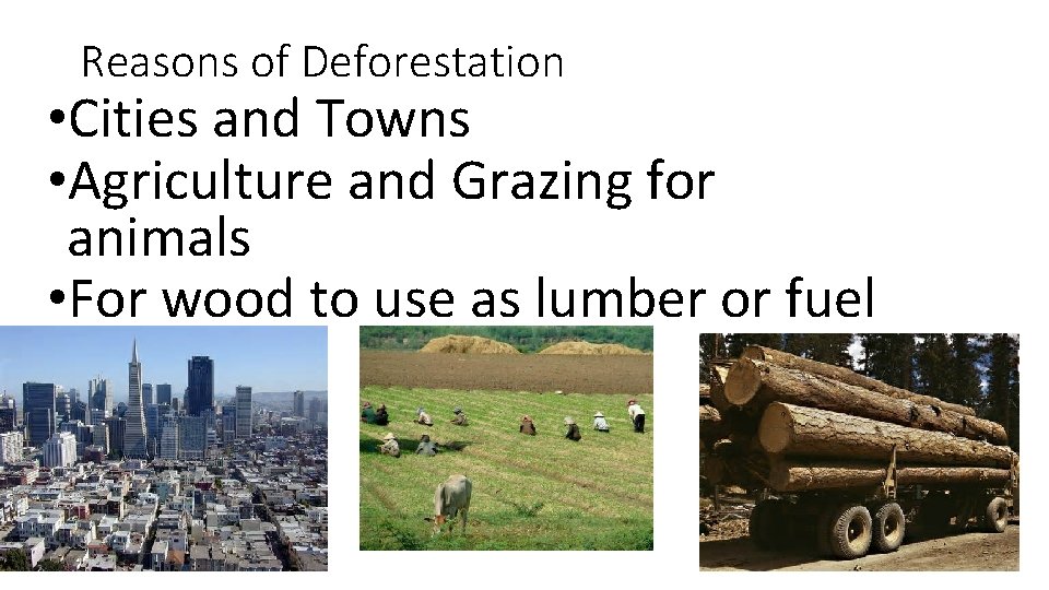 Reasons of Deforestation • Cities and Towns • Agriculture and Grazing for animals •