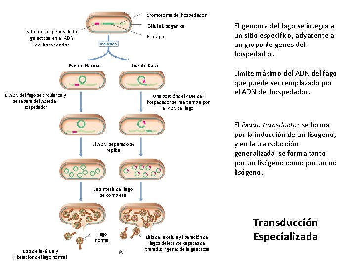 Cromosoma del hospedador Célula Lisogénica Sitio de los genes de la galactosa en el