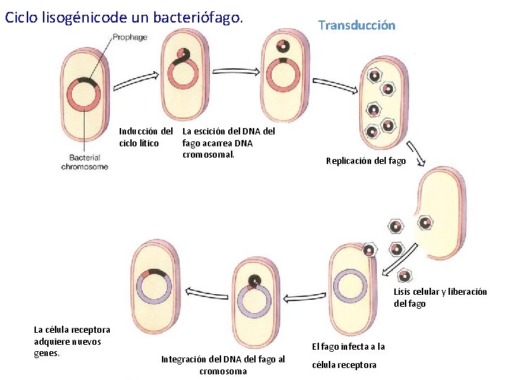 Ciclo lisogénicode un bacteriófago. Inducción del ciclo lítico La escición del DNA del fago