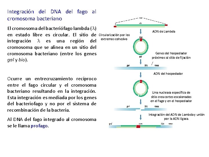 Integración del DNA del fago al cromosoma bacteriano El cromosoma del bacteriófago lambda (