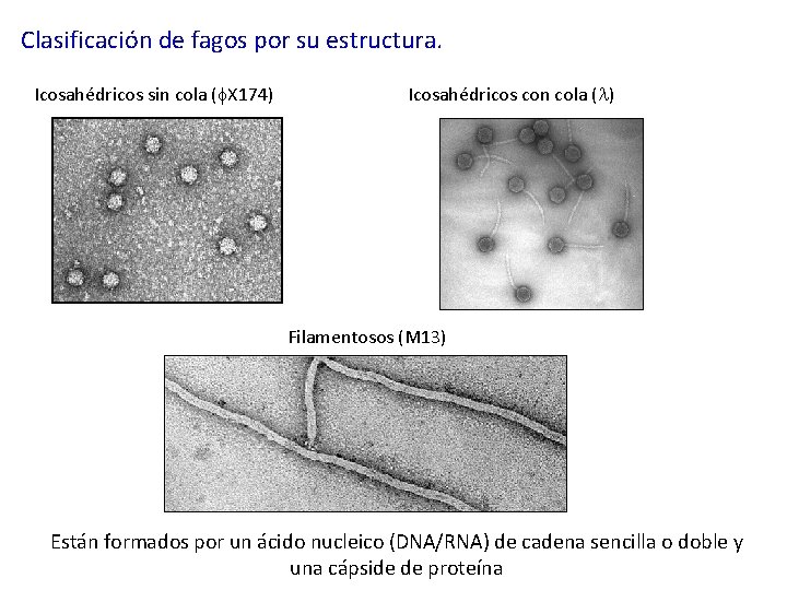 Clasificación de fagos por su estructura. Icosahédricos sin cola ( X 174) Icosahédricos con