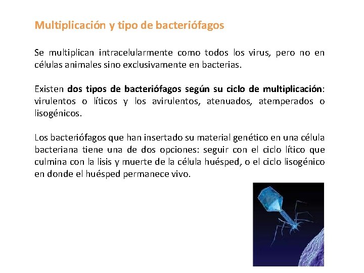 Multiplicación y tipo de bacteriófagos Se multiplican intracelularmente como todos los virus, pero no