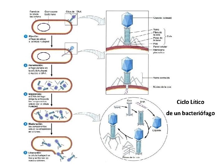 Ciclo Lítico de un bacteriófago 