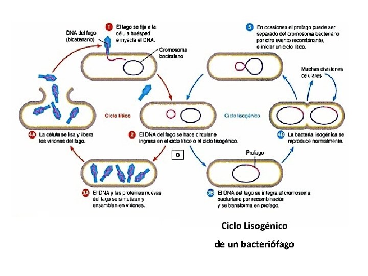 Ciclo Lisogénico de un bacteriófago 