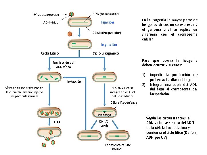 ADN (hospedador) Virus atemperado Fijación ADN vírico Célula (hospedador) En la lisogenia la mayor