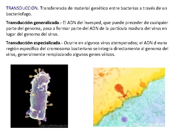 TRANSDUCCIÓN. Transferencia de material genético entre bacterias a través de un bacteriofago. Transducción generalizada.