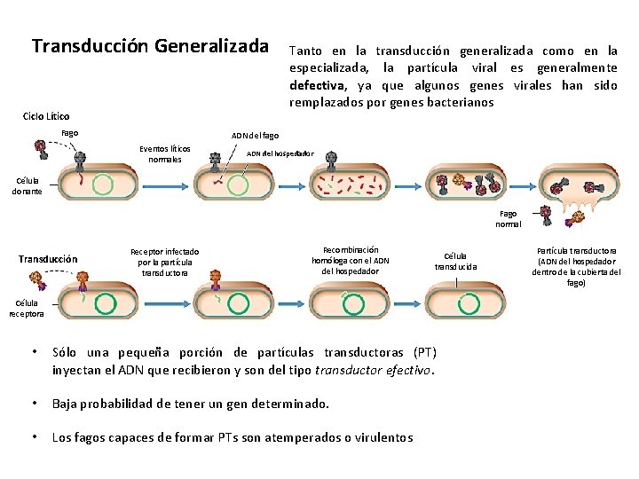 Transducción Generalizada Ciclo Lítico Fago Tanto en la transducción generalizada como en la especializada,