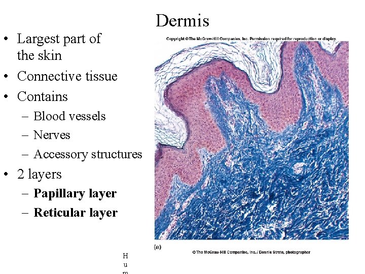 Dermis • Largest part of the skin • Connective tissue • Contains – Blood