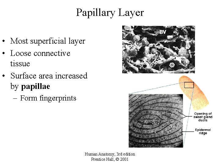 Papillary Layer • Most superficial layer • Loose connective tissue • Surface area increased