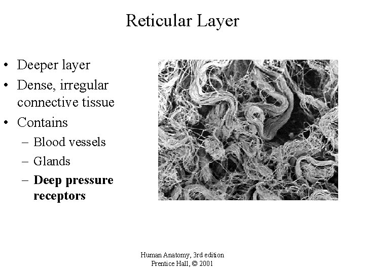 Reticular Layer • Deeper layer • Dense, irregular connective tissue • Contains – Blood