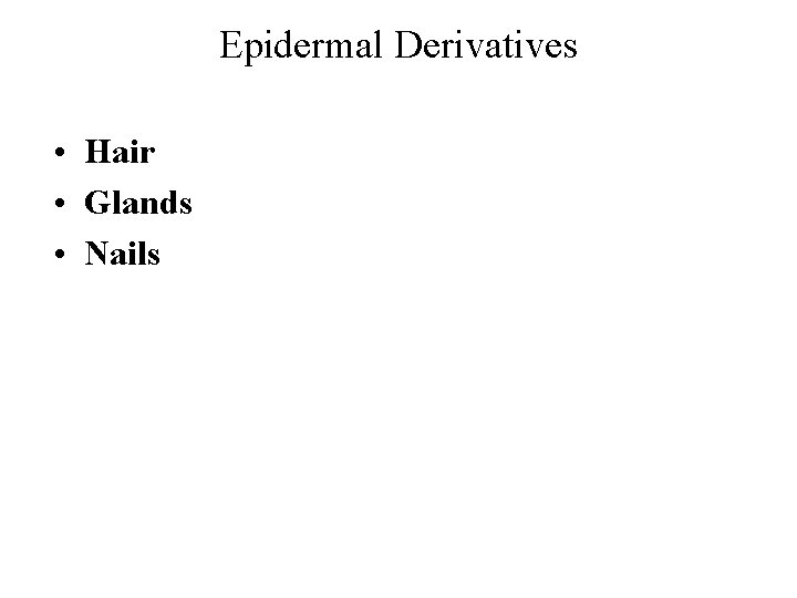 Epidermal Derivatives • Hair • Glands • Nails 