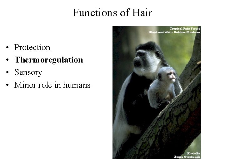 Functions of Hair • • Protection Thermoregulation Sensory Minor role in humans 