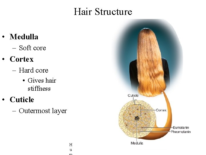 Hair Structure • Medulla – Soft core • Cortex – Hard core • Gives