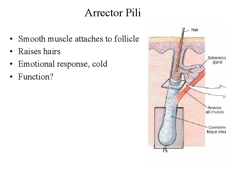 Arrector Pili • • Smooth muscle attaches to follicle Raises hairs Emotional response, cold