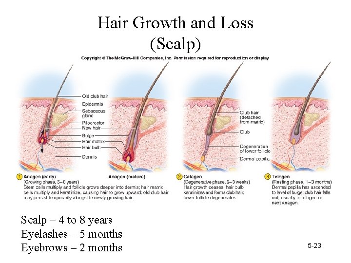 Hair Growth and Loss (Scalp) Scalp – 4 to 8 years Eyelashes – 5