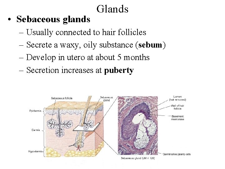  • Sebaceous glands Glands – Usually connected to hair follicles – Secrete a