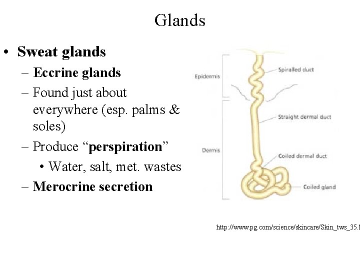 Glands • Sweat glands – Eccrine glands – Found just about everywhere (esp. palms