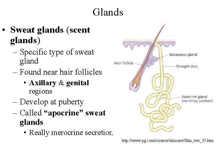 Glands • Sweat glands (scent glands) – Specific type of sweat gland – Found