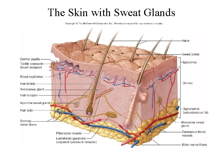 The Skin with Sweat Glands 