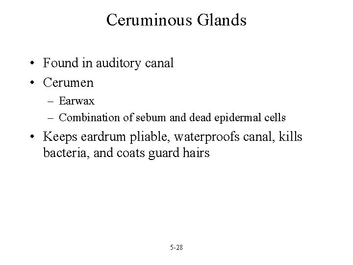 Ceruminous Glands • Found in auditory canal • Cerumen – Earwax – Combination of