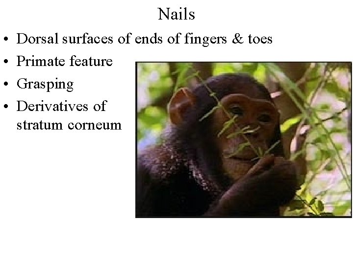 Nails • • Dorsal surfaces of ends of fingers & toes Primate feature Grasping