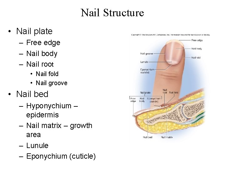 Nail Structure • Nail plate – Free edge – Nail body – Nail root