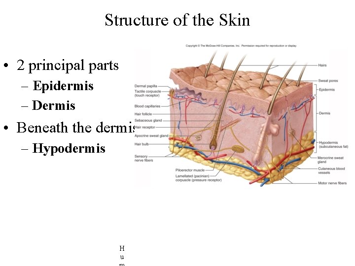 Structure of the Skin • 2 principal parts – Epidermis – Dermis • Beneath