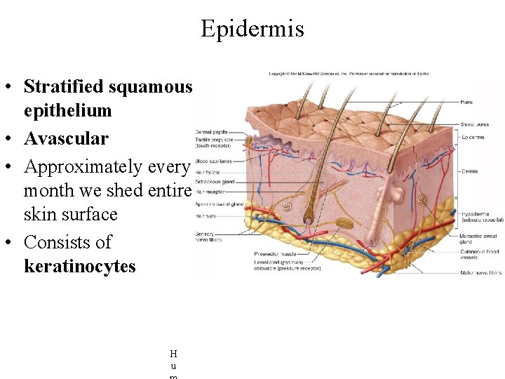 Epidermis • Stratified squamous epithelium • Avascular • Approximately every month we shed entire