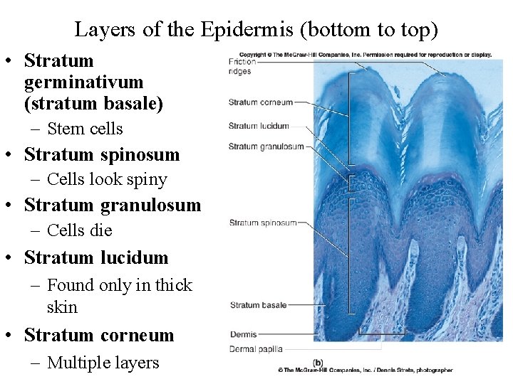 Layers of the Epidermis (bottom to top) • Stratum germinativum (stratum basale) – Stem