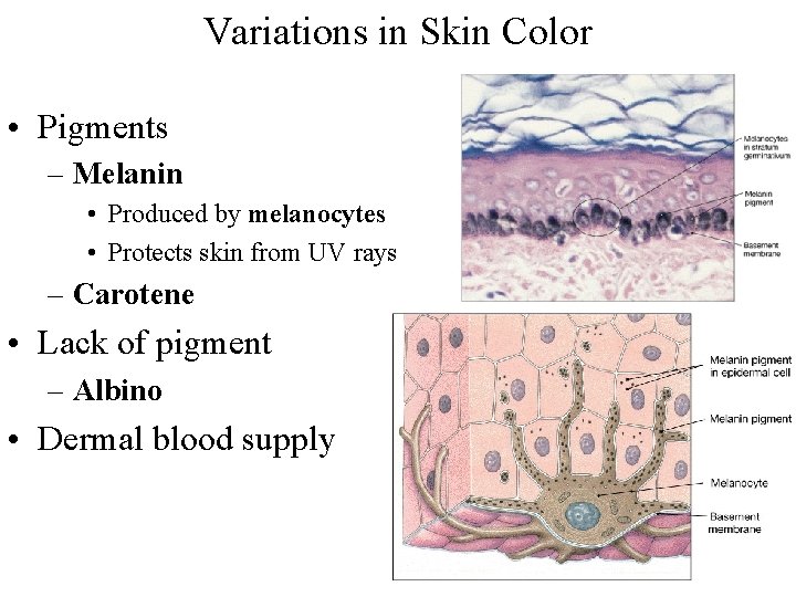 Variations in Skin Color • Pigments – Melanin • Produced by melanocytes • Protects