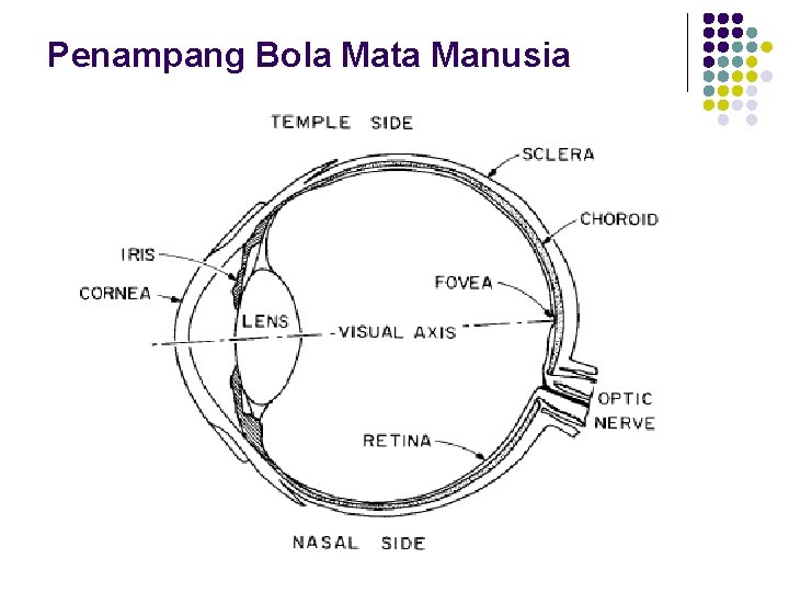 Penampang Bola Mata Manusia 