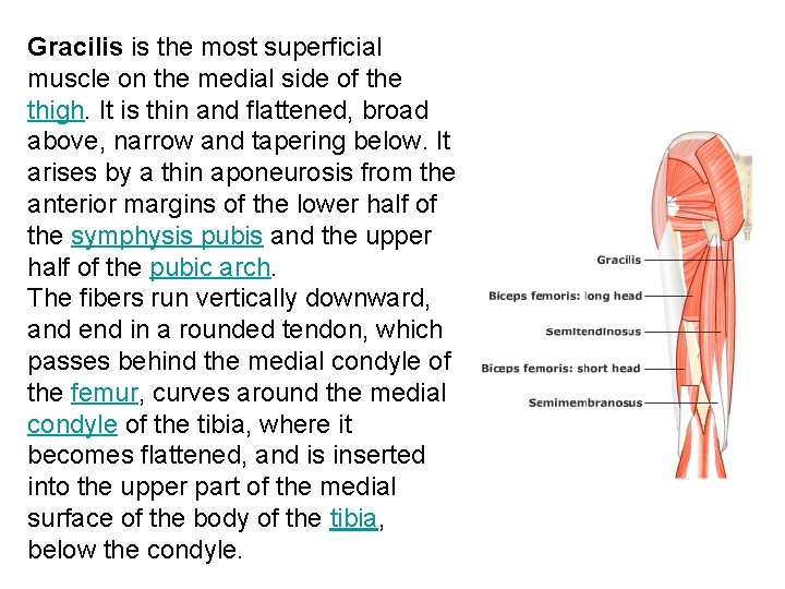 Gracilis is the most superficial muscle on the medial side of the thigh. It