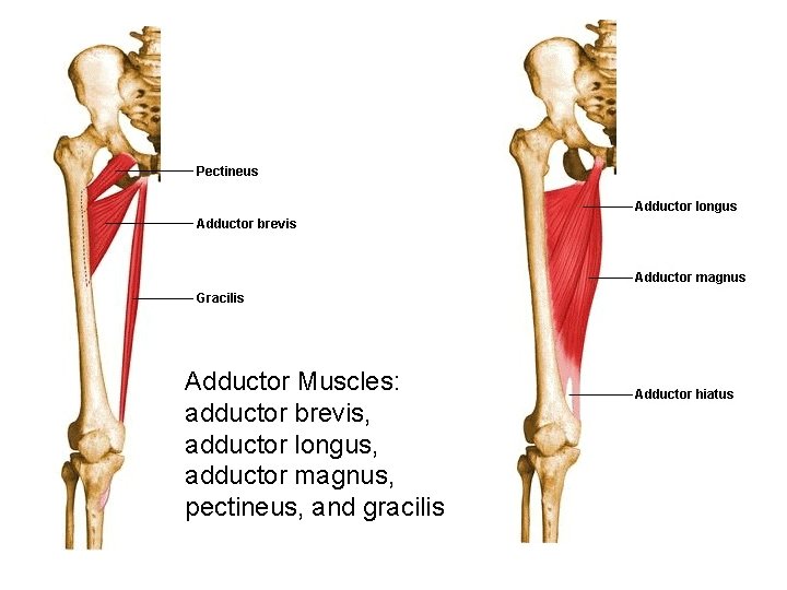 Adductor Muscles: adductor brevis, adductor longus, adductor magnus, pectineus, and gracilis 
